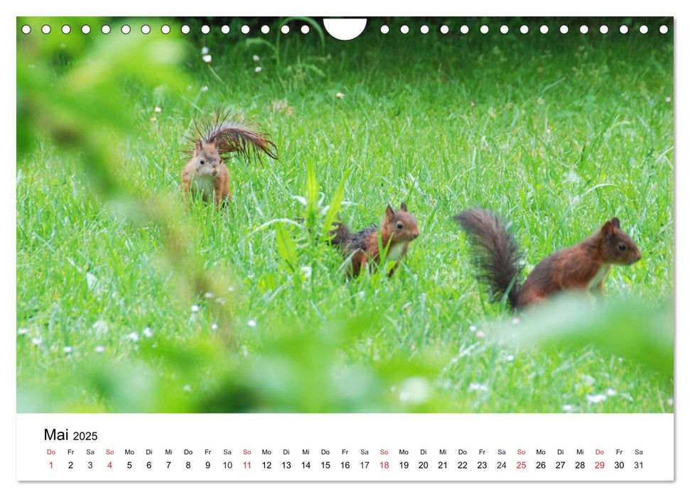 Die Sulzbachhörnchen - vom Leben einer hessischen Eichhörnchenfamilie (CALVENDO Wandkalender 2025)