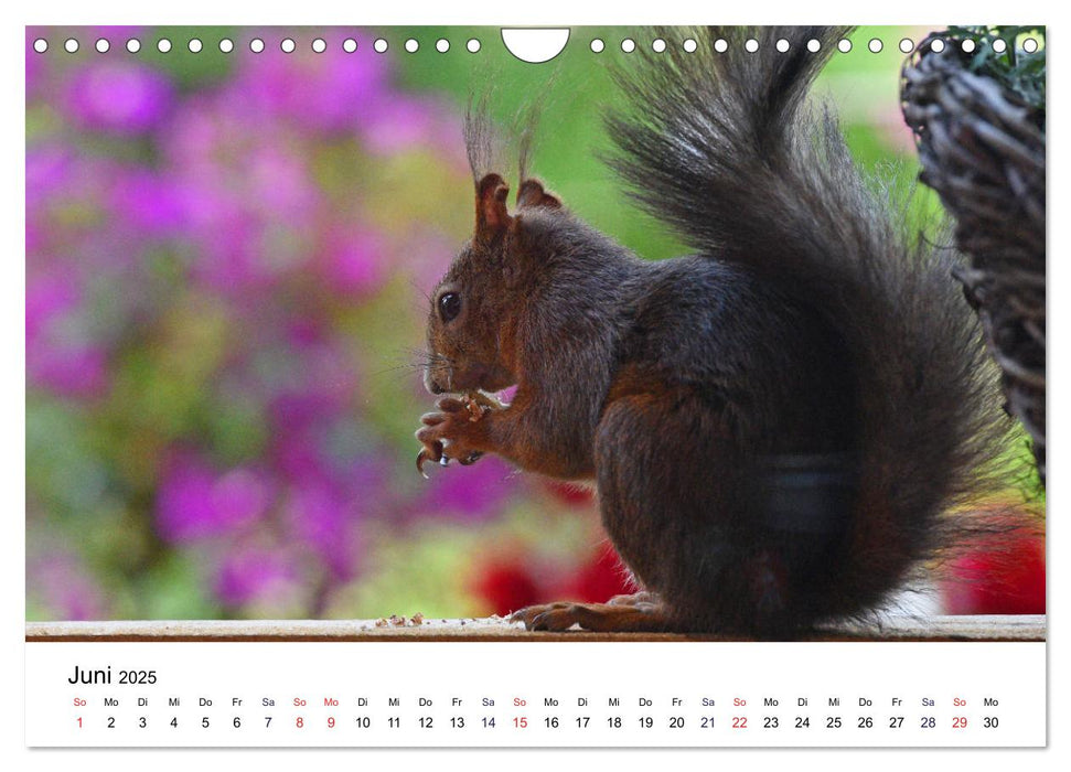 Die Sulzbachhörnchen - vom Leben einer hessischen Eichhörnchenfamilie (CALVENDO Wandkalender 2025)