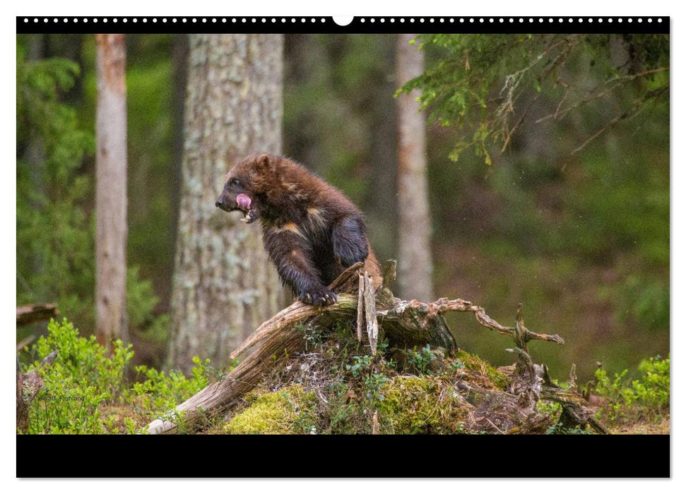 Naturwucht Skandinavien (CALVENDO Wandkalender 2025)