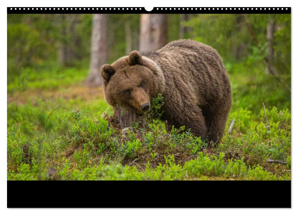 Naturwucht Skandinavien (CALVENDO Wandkalender 2025)