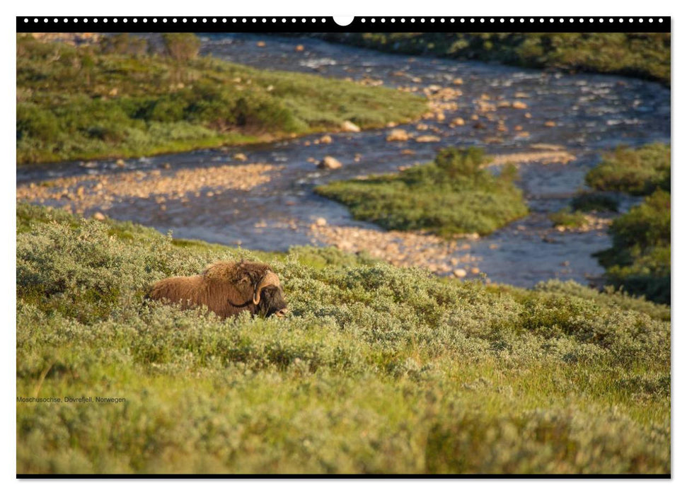 Naturwucht Skandinavien (CALVENDO Wandkalender 2025)