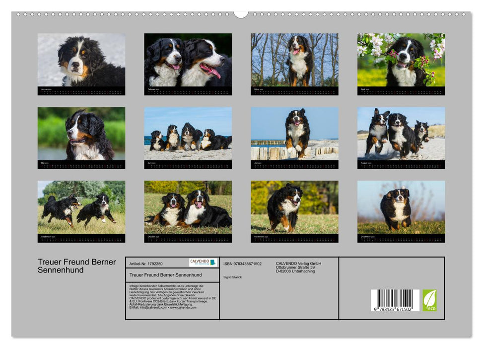 Treuer Freund Berner Sennenhund (CALVENDO Premium Wandkalender 2025)