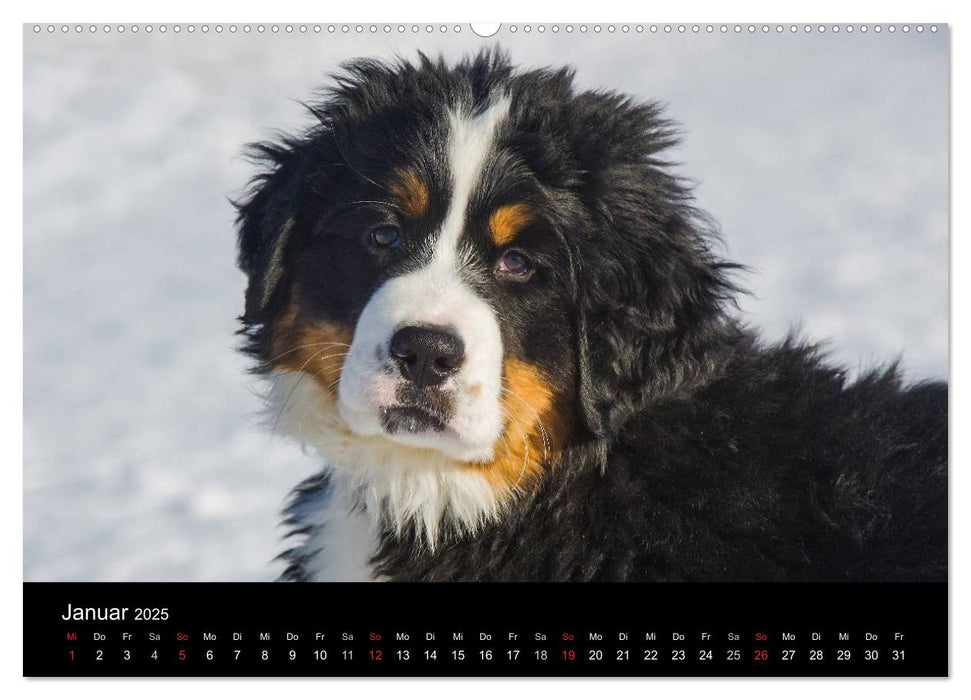 Treuer Freund Berner Sennenhund (CALVENDO Premium Wandkalender 2025)