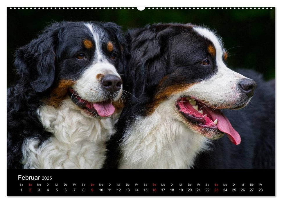 Treuer Freund Berner Sennenhund (CALVENDO Premium Wandkalender 2025)