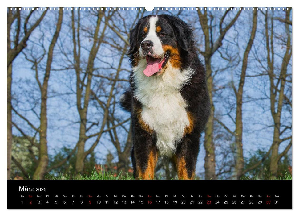 Treuer Freund Berner Sennenhund (CALVENDO Premium Wandkalender 2025)