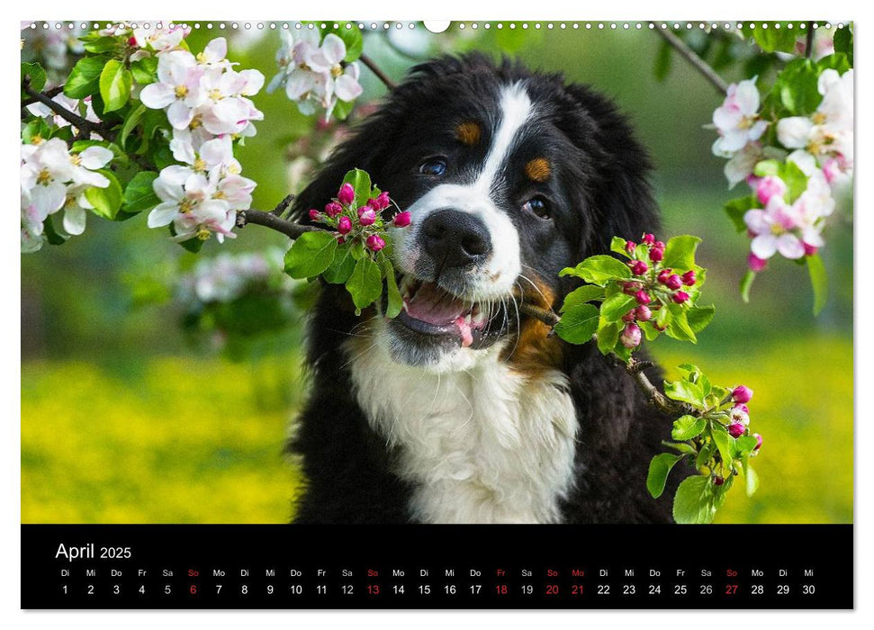 Treuer Freund Berner Sennenhund (CALVENDO Premium Wandkalender 2025)