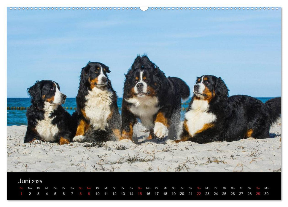 Treuer Freund Berner Sennenhund (CALVENDO Premium Wandkalender 2025)