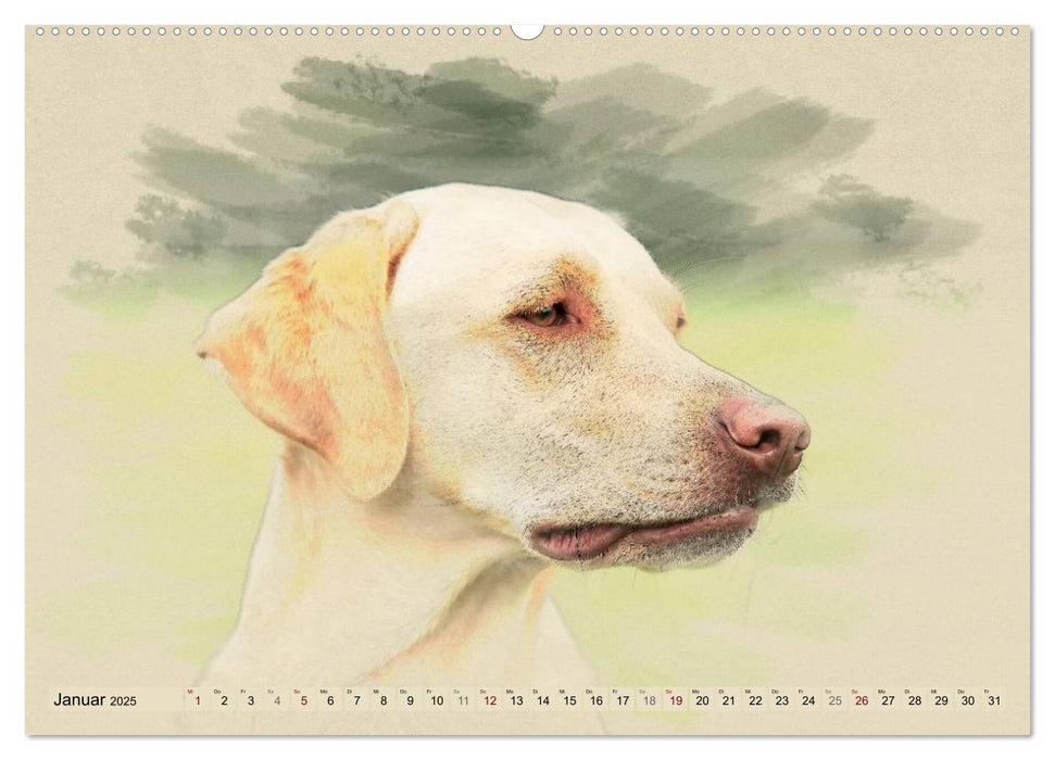 Labrador Retriever 2025 (CALVENDO Premium Wandkalender 2025)