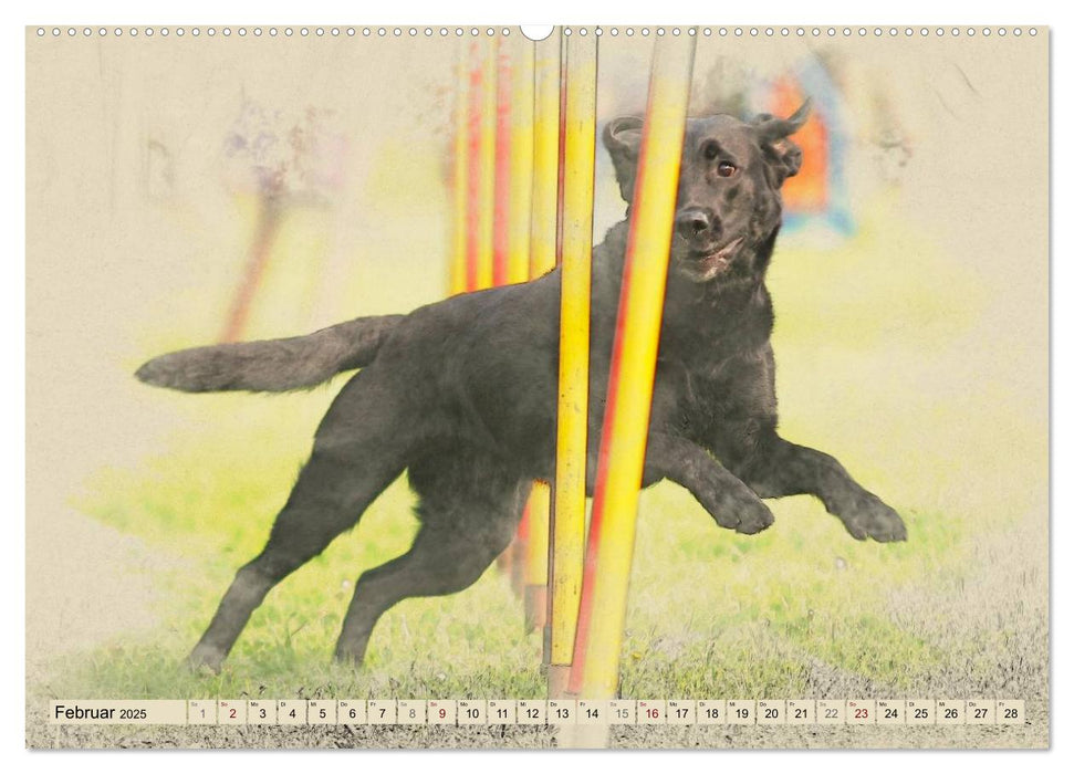 Labrador Retriever 2025 (CALVENDO Premium Wandkalender 2025)