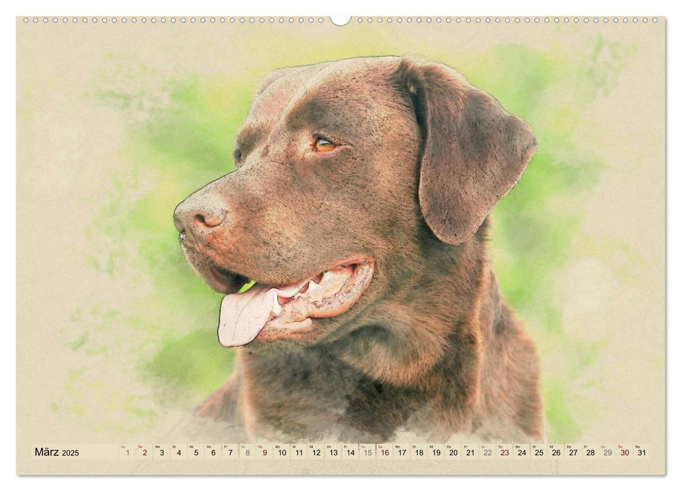 Labrador Retriever 2025 (CALVENDO Premium Wandkalender 2025)