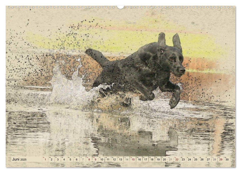 Labrador Retriever 2025 (CALVENDO Premium Wandkalender 2025)