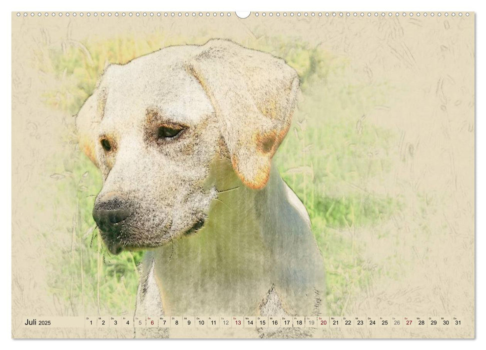 Labrador Retriever 2025 (CALVENDO Premium Wandkalender 2025)