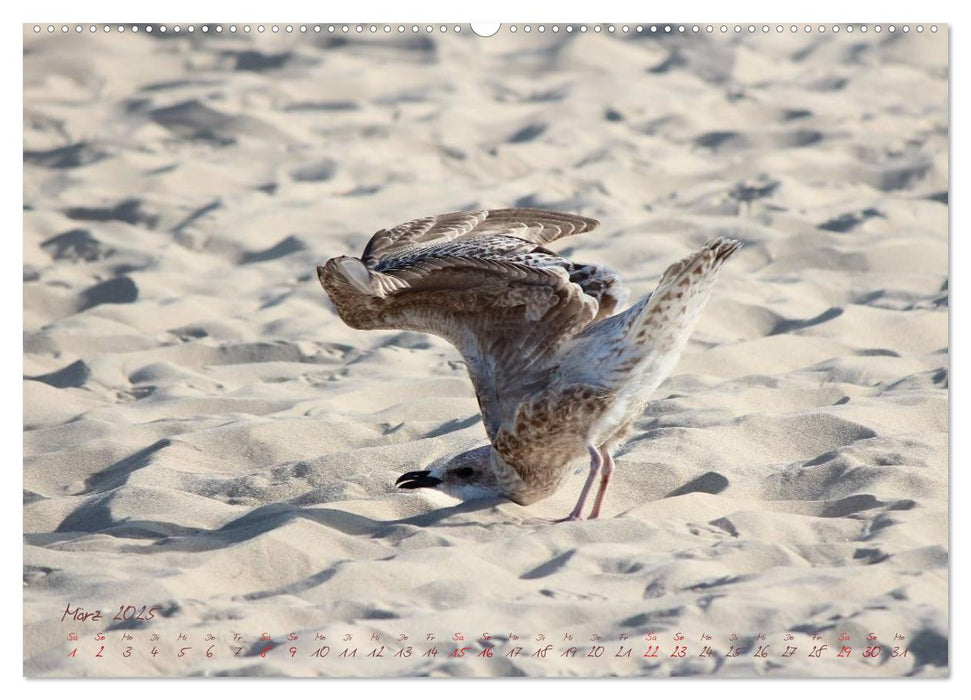 Zuhause an der Ostsee (CALVENDO Premium Wandkalender 2025)