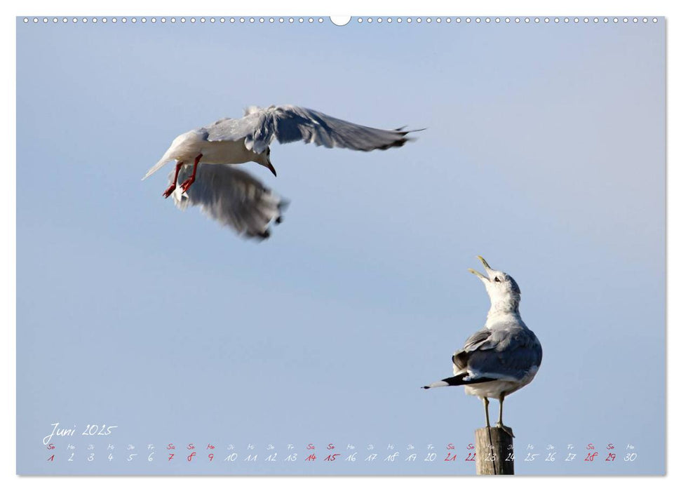 Zuhause an der Ostsee (CALVENDO Premium Wandkalender 2025)