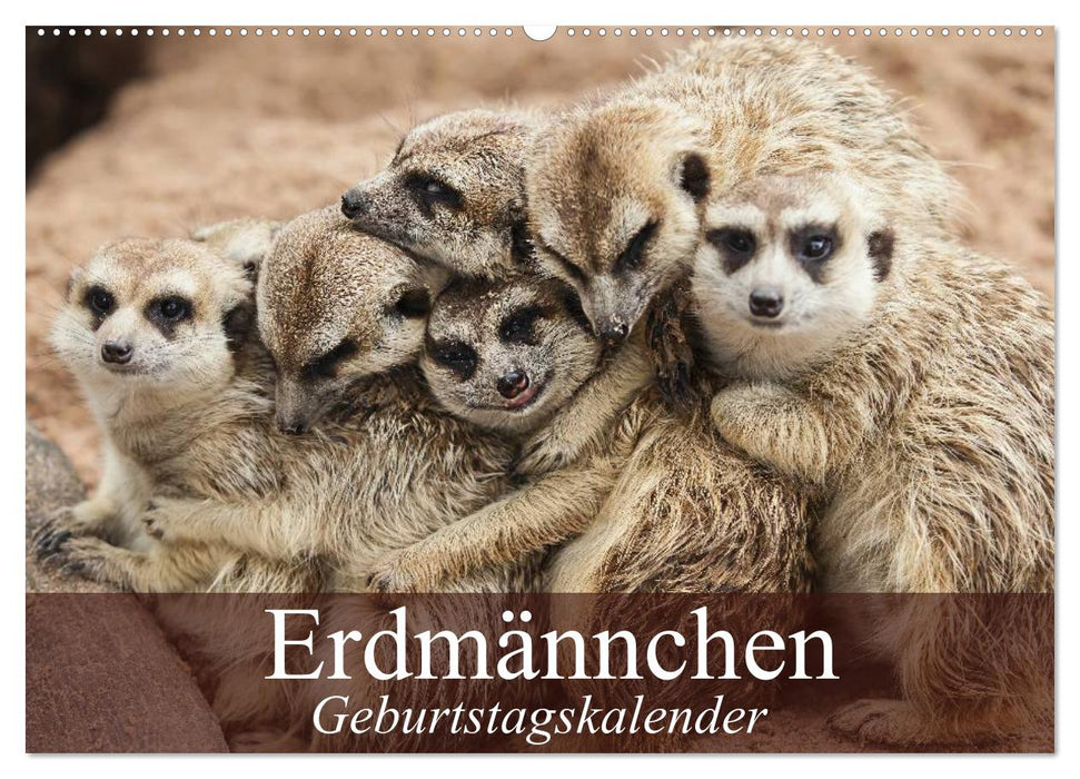 Erdmännchen (CALVENDO Wandkalender 2025)