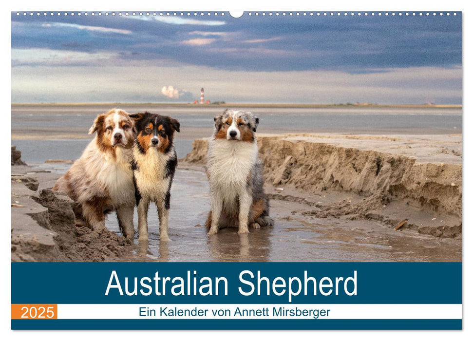 Australian Shepherd 2025 (CALVENDO Wandkalender 2025)