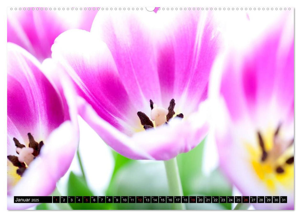 BLUMEN Prachtvoller Blütenzauber (CALVENDO Premium Wandkalender 2025)