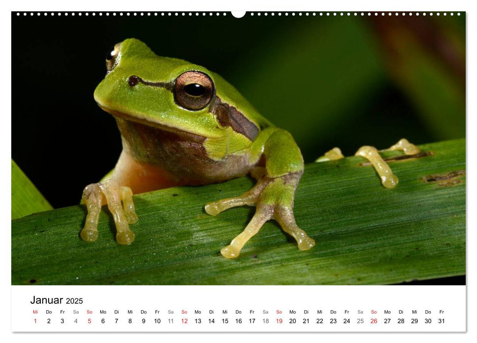 Heimische Tierwelt (CALVENDO Premium Wandkalender 2025)