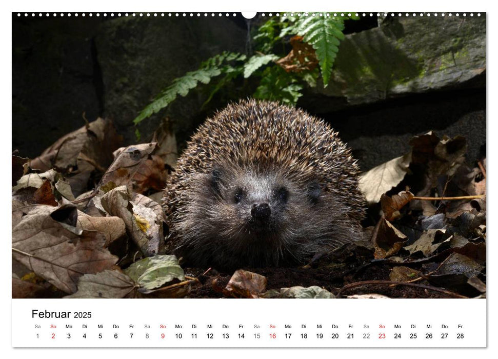 Heimische Tierwelt (CALVENDO Premium Wandkalender 2025)