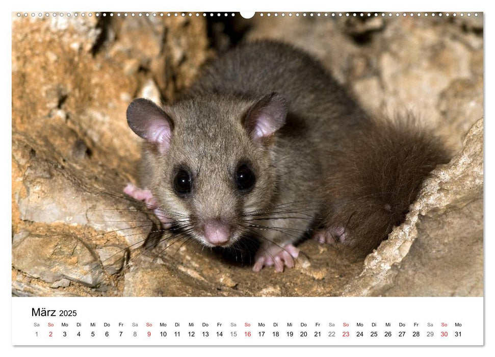 Heimische Tierwelt (CALVENDO Premium Wandkalender 2025)