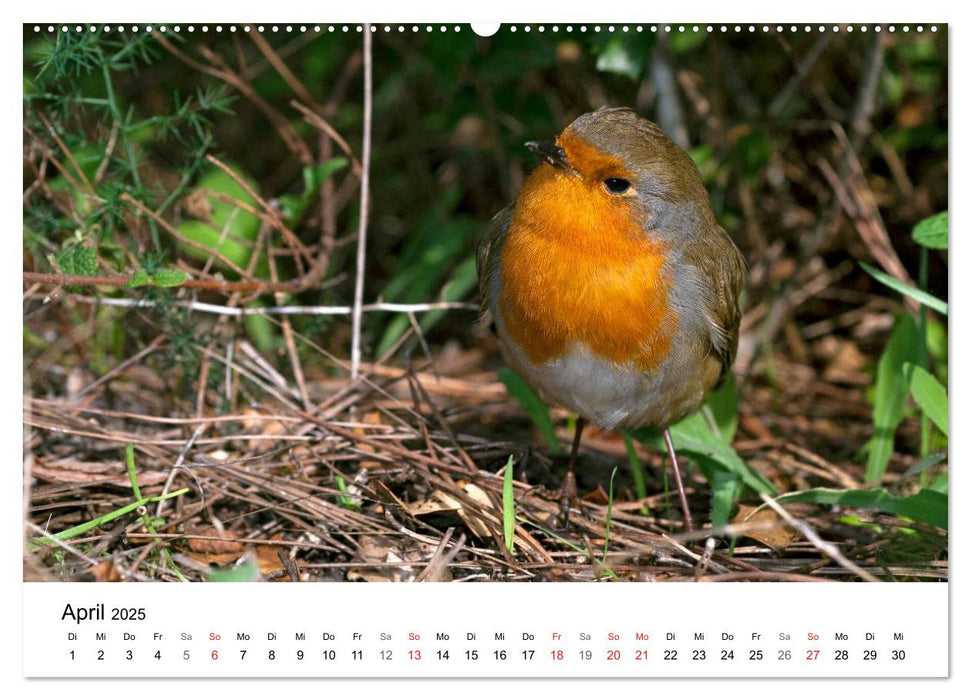 Heimische Tierwelt (CALVENDO Premium Wandkalender 2025)