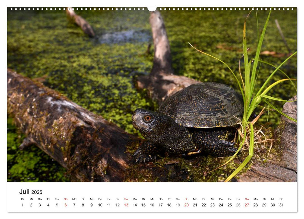 Heimische Tierwelt (CALVENDO Premium Wandkalender 2025)