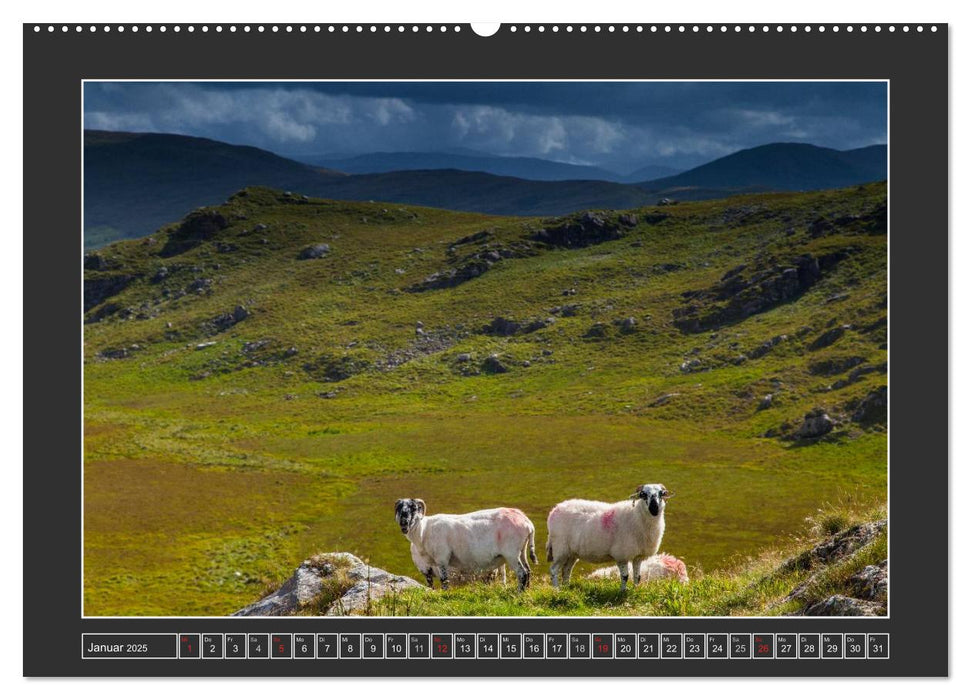 IRLAND - Insel der glücklichen Schafe (CALVENDO Wandkalender 2025)