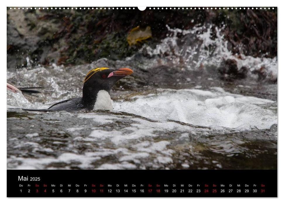 Pinguine - sympathische Frackträger im eisigen Süden (CALVENDO Premium Wandkalender 2025)