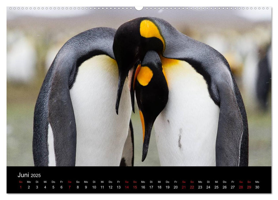 Pinguine - sympathische Frackträger im eisigen Süden (CALVENDO Premium Wandkalender 2025)