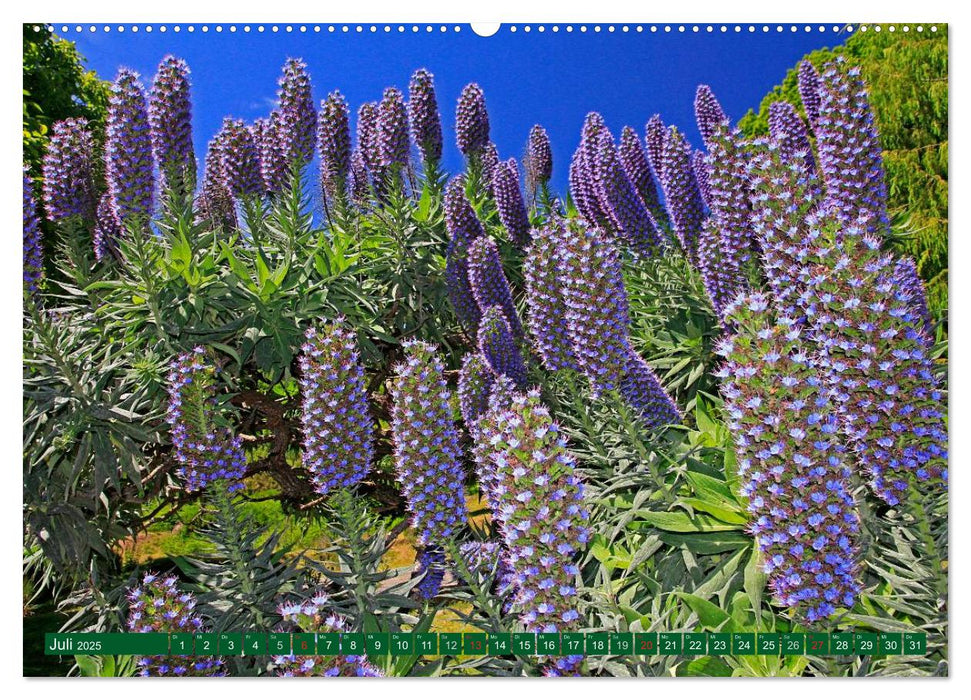 Madeiras Blütenpracht (CALVENDO Premium Wandkalender 2025)