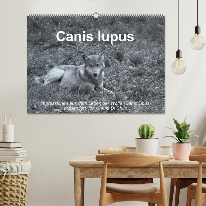 Canis lupus (CALVENDO Wandkalender 2025)