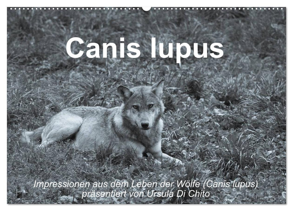 Canis lupus (CALVENDO Wandkalender 2025)