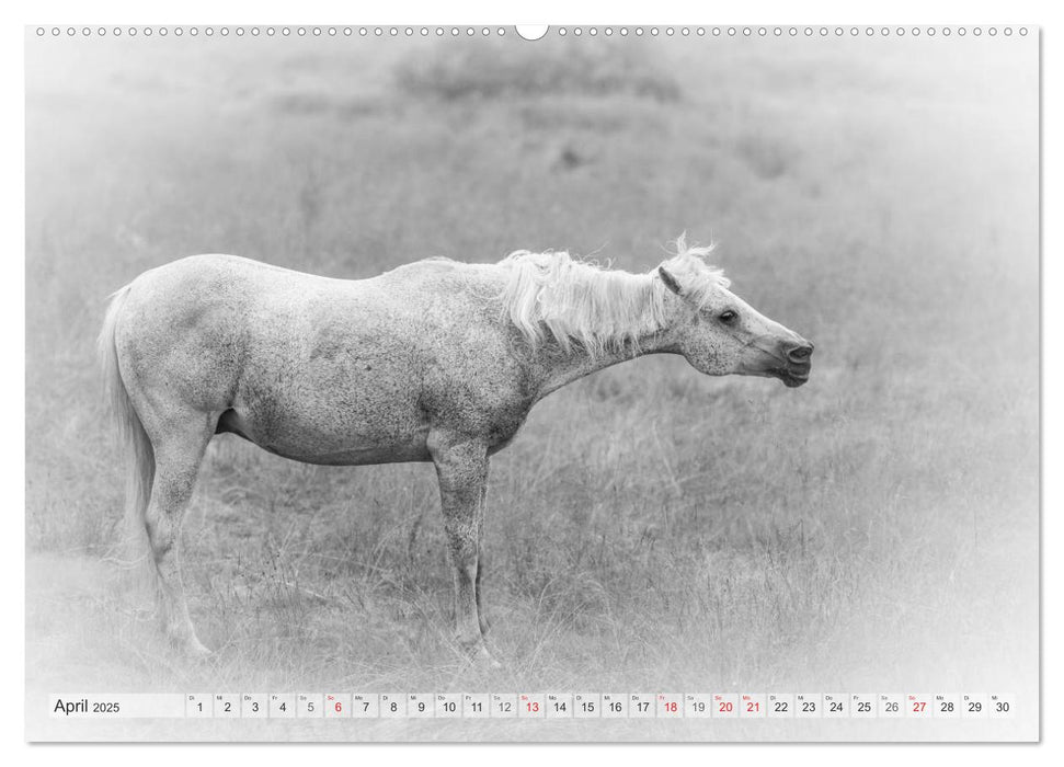 Emotionale Momente: Weiße Pferde in schwarzweiß. (CALVENDO Premium Wandkalender 2025)