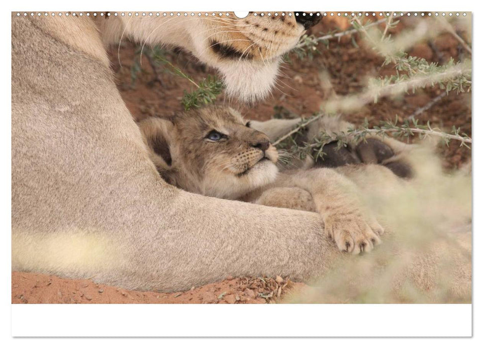 Löwen - Kleine Könige (CALVENDO Premium Wandkalender 2025)