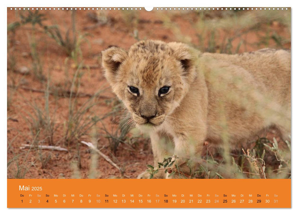 Löwen - Kleine Könige (CALVENDO Premium Wandkalender 2025)