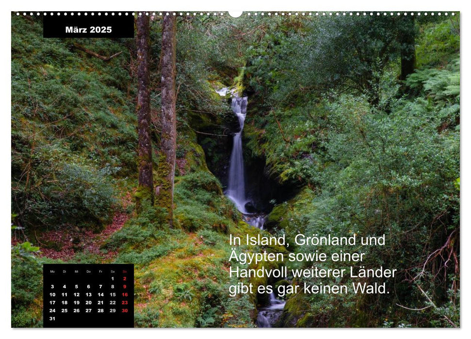 Schlaumeier-Kalender - Thema: Wald (CALVENDO Premium Wandkalender 2025)