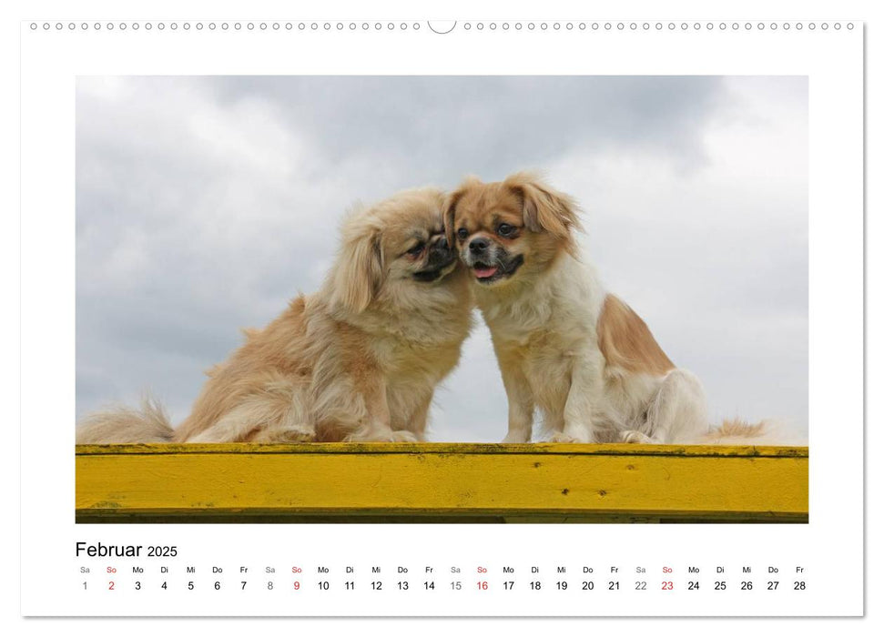 Tibet-Spaniel (CALVENDO Premium Wandkalender 2025)