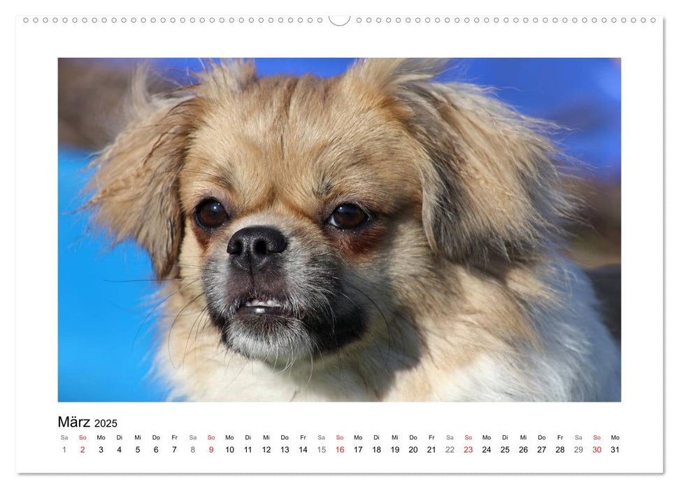 Tibet-Spaniel (CALVENDO Premium Wandkalender 2025)