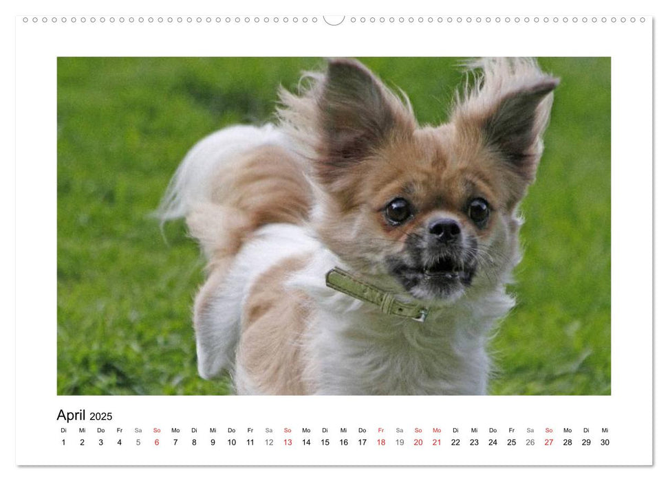 Tibet-Spaniel (CALVENDO Premium Wandkalender 2025)