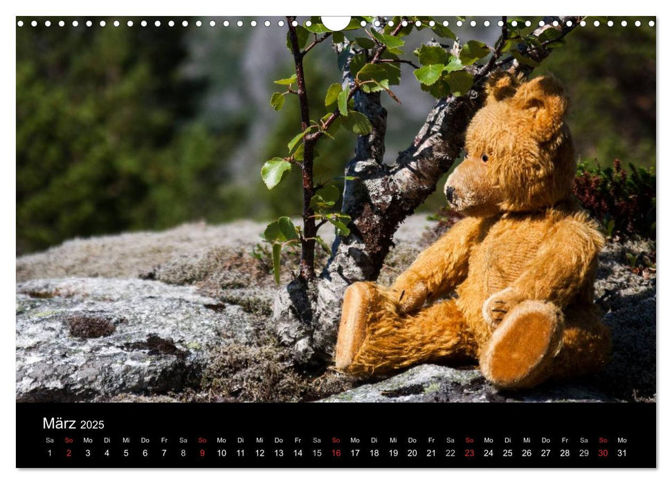 Teddy Basse, Fortsetzung... (CALVENDO Wandkalender 2025)