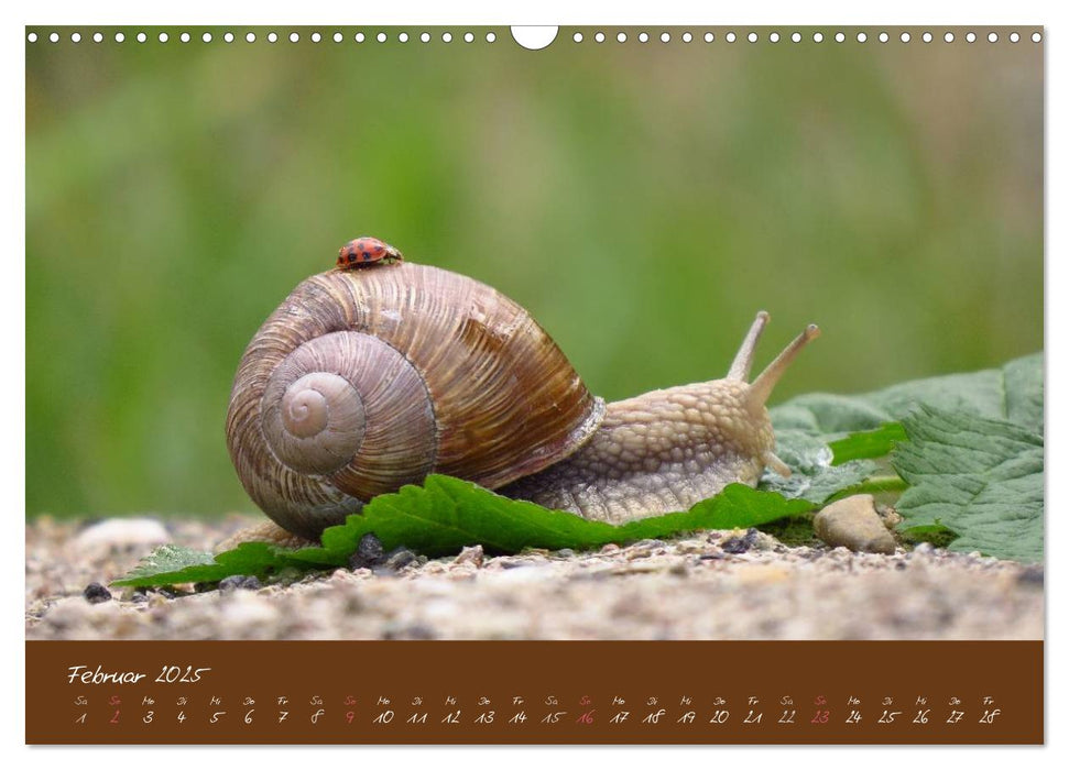 Ganz langsam im Schneckentempo durch's Jahr (CALVENDO Wandkalender 2025)