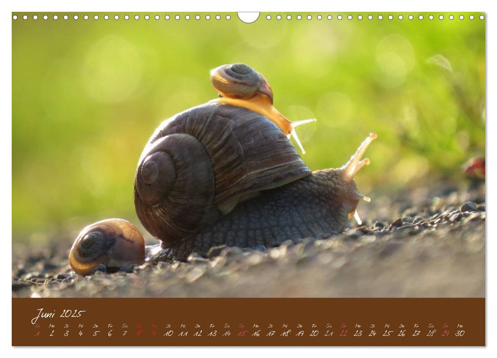 Ganz langsam im Schneckentempo durch's Jahr (CALVENDO Wandkalender 2025)