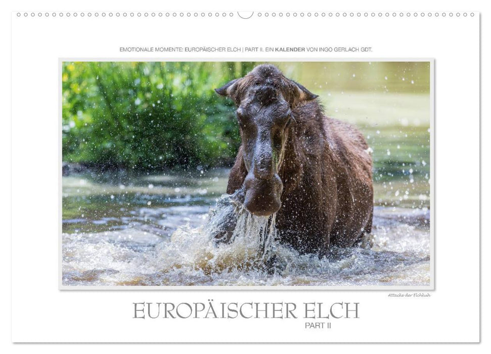 Emotionale Momente: Europäischer Elch Part II (CALVENDO Wandkalender 2025)