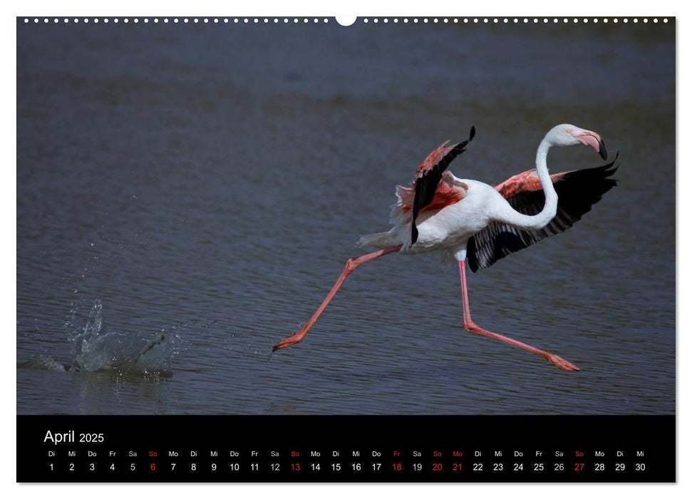 Flamingos der Camargue 2025 (CALVENDO Wandkalender 2025)