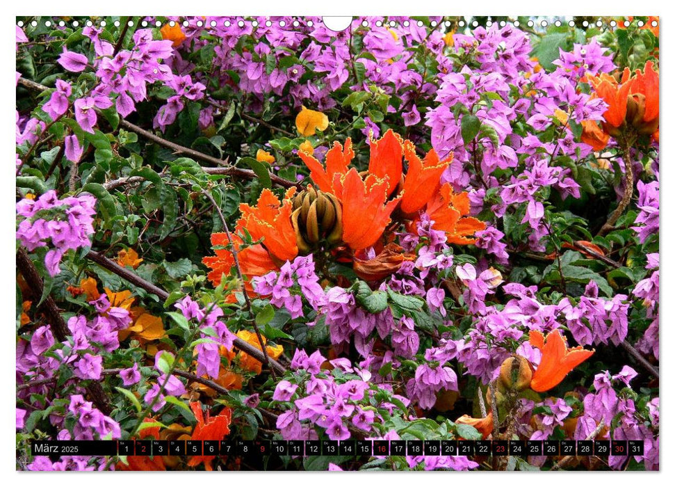 Madeira - Natur pur (CALVENDO Wandkalender 2025)