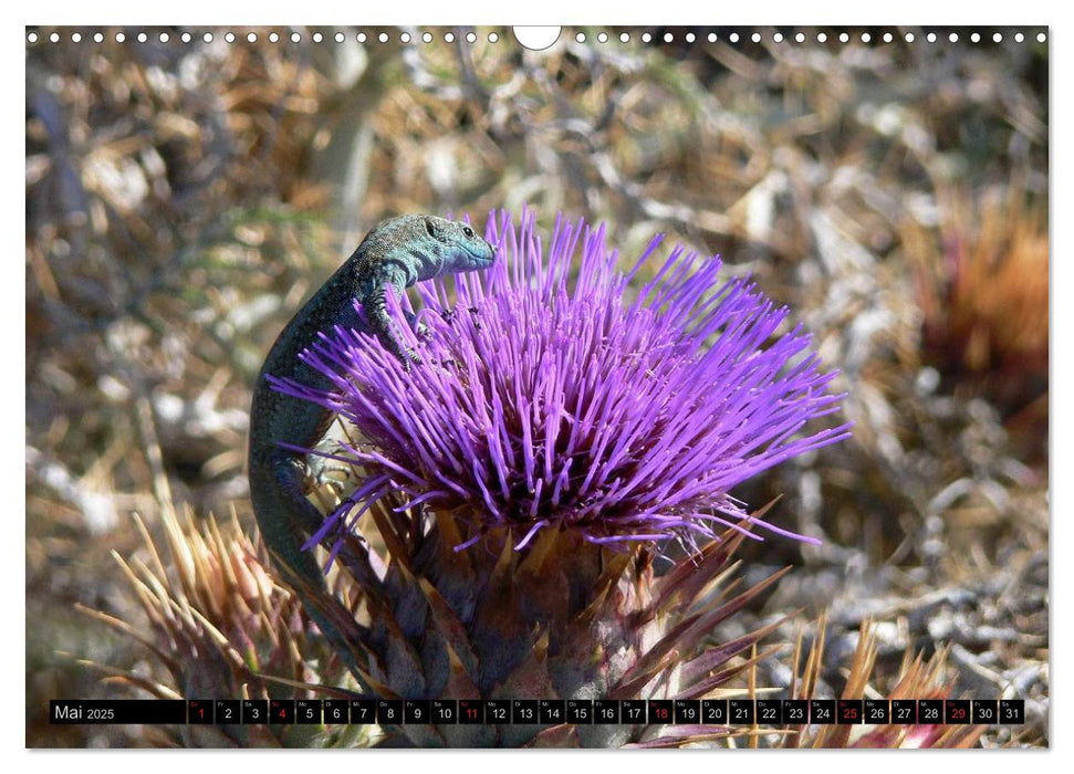 Madeira - Natur pur (CALVENDO Wandkalender 2025)