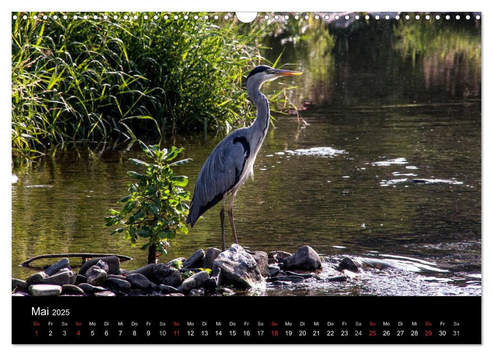 Lebendig Still - Die Ruhr in Arnsberg (CALVENDO Wandkalender 2025)