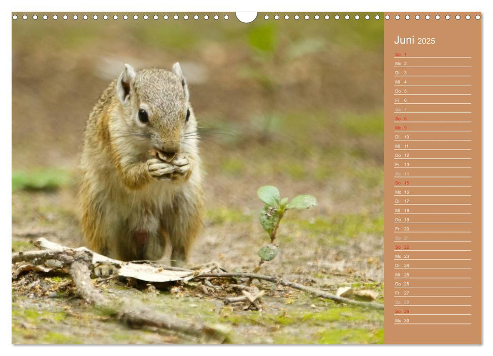 Afrika - Faszinierende Tierwelt (CALVENDO Wandkalender 2025)