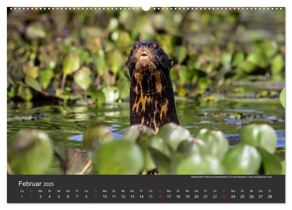 Wildlife Pantanal 2025 (CALVENDO Premium Wandkalender 2025)