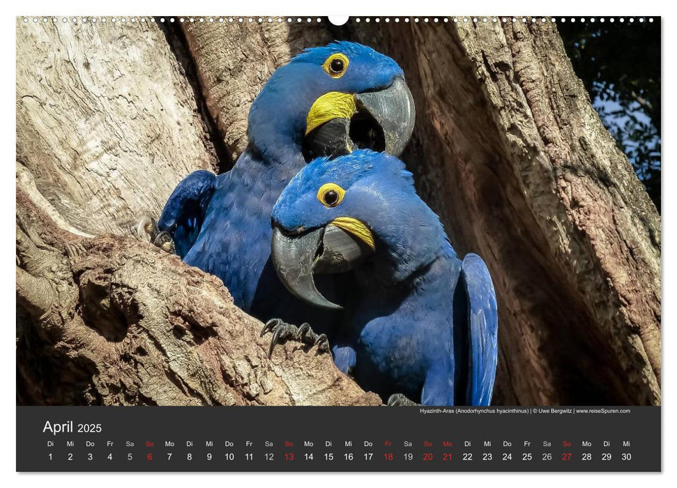 Wildlife Pantanal 2025 (CALVENDO Premium Wandkalender 2025)